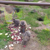 smerfy-i-muchomorki-na-wycieczce-w-zoo