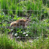smerfy-i-muchomorki-na-wycieczce-w-zoo
